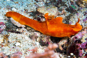 Ceratosoma gracillum/Photographed with a Canon 60 mm macr... by Laurie Slawson 